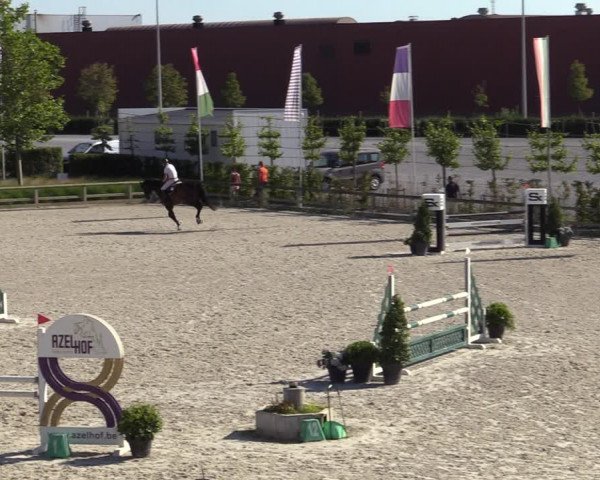 Gold +Cyclus Jonge Paarden in Lier (BEL) 2020