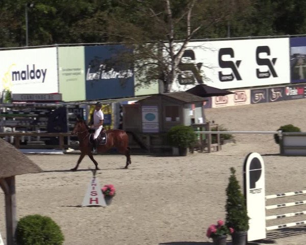 Gold +Cyclus Jonge Paarden in Lier (BEL) 2020