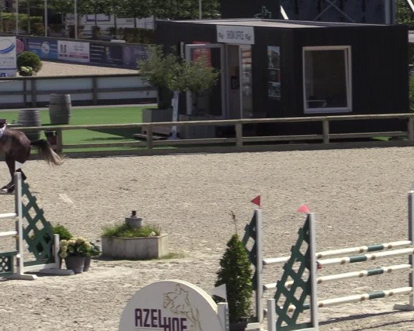 Gold +Cyclus Jonge Paarden in Lier (BEL) 2020