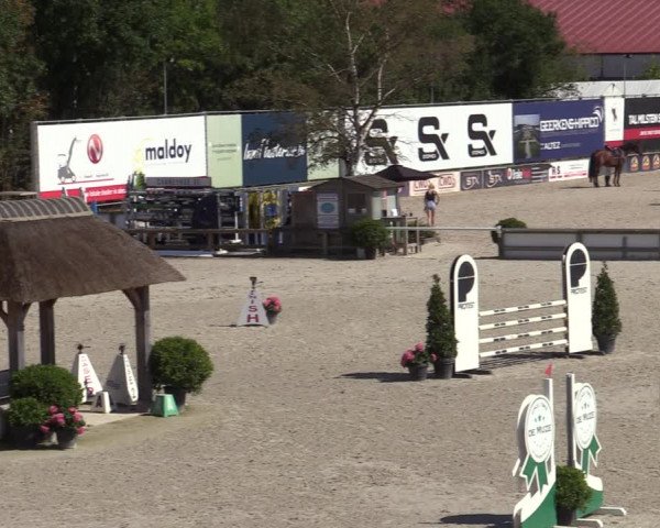 Gold +Cyclus Jonge Paarden in Lier (BEL) 2020