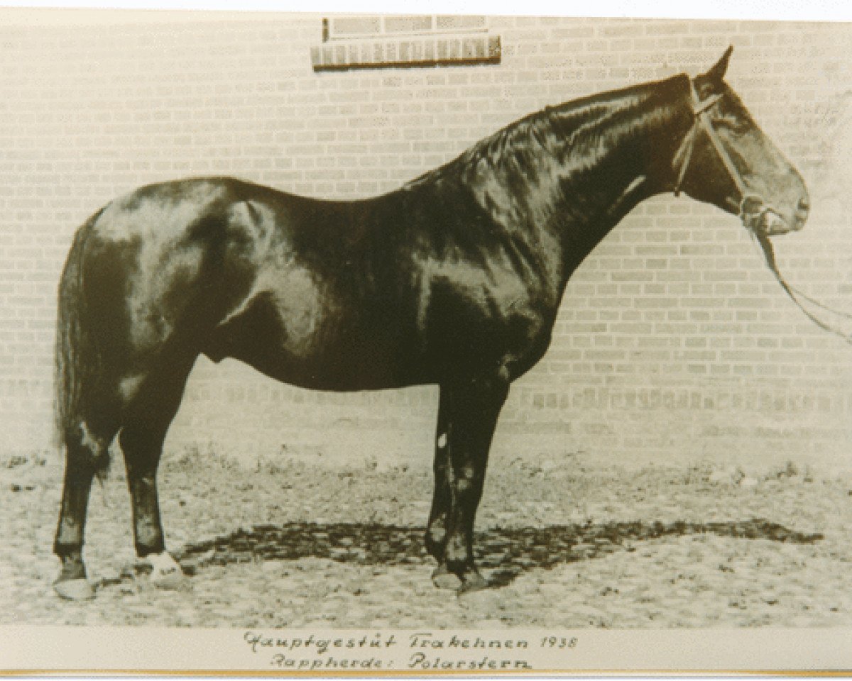 stallion Polarstern (Trakehner, 1930, from Astor 250)