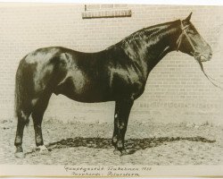 stallion Polarstern (Trakehner, 1930, from Astor 250)