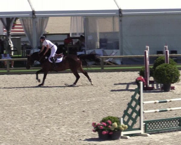 Gold +Cyclus Jonge Paarden in Lier (BEL) 2020