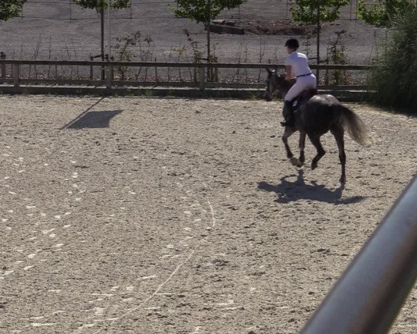 Gold +Cyclus Jonge Paarden in Lier (BEL) 2020