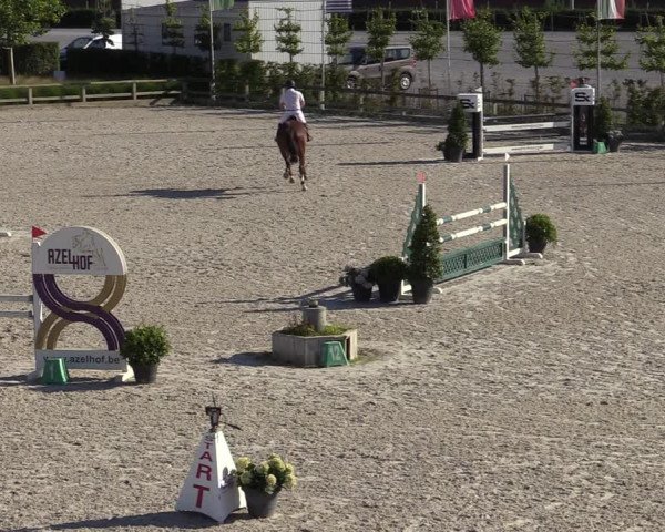 Gold +Cyclus Jonge Paarden in Lier (BEL) 2020