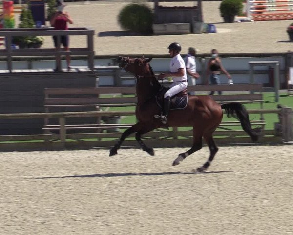 Gold +Cyclus Jonge Paarden in Lier (BEL) 2020