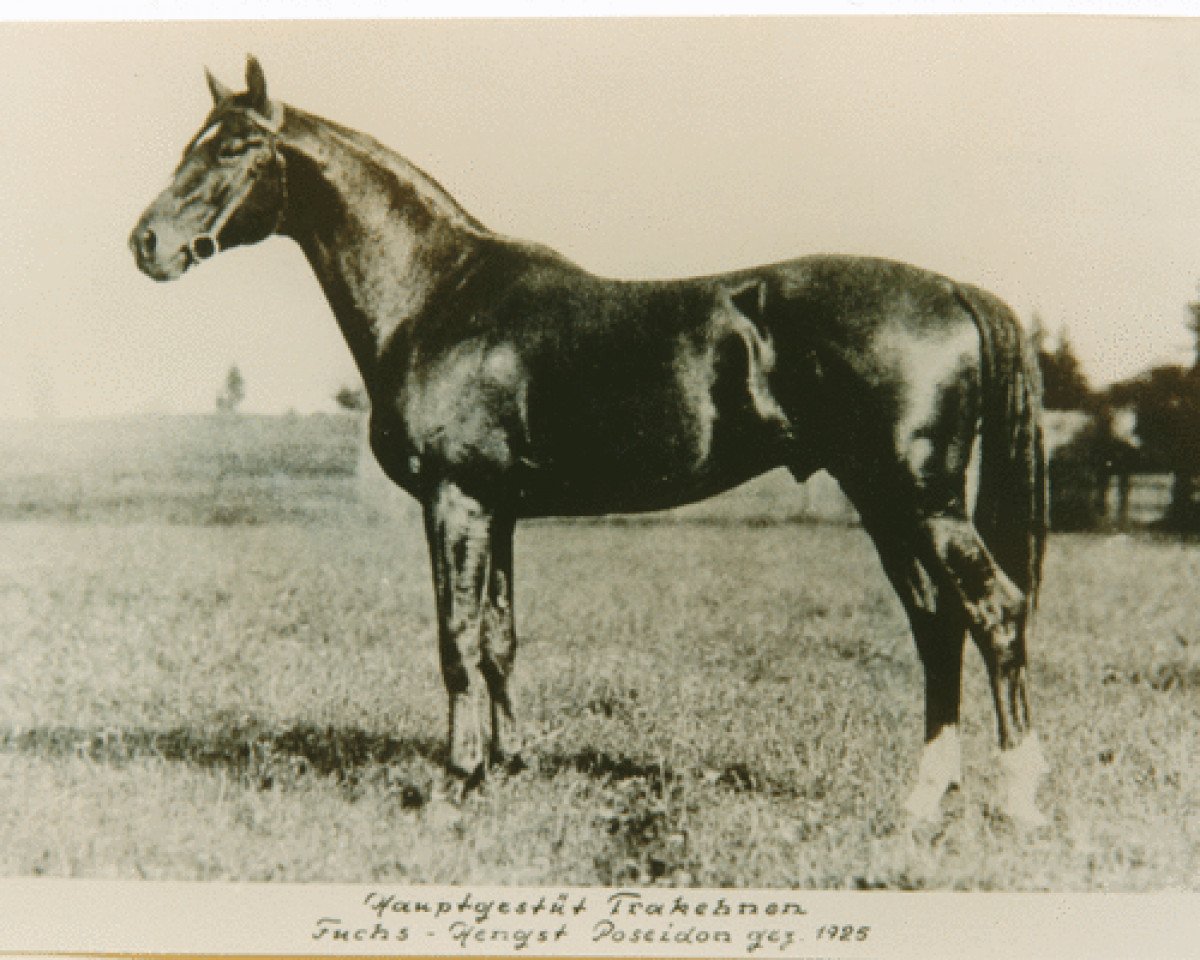Deckhengst Poseidon (Trakehner, 1925, von Pirat)