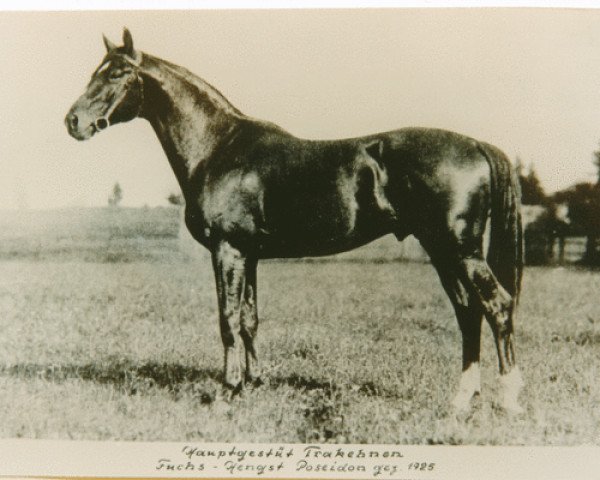 stallion Poseidon (Trakehner, 1925, from Pirat)