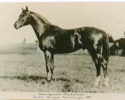 stallion Poseidon (Trakehner, 1925, from Pirat)