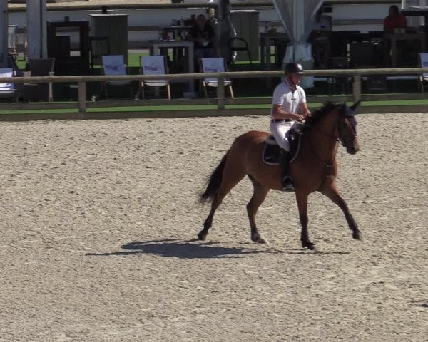 Gold +Cyclus Jonge Paarden in Lier (BEL) 2020