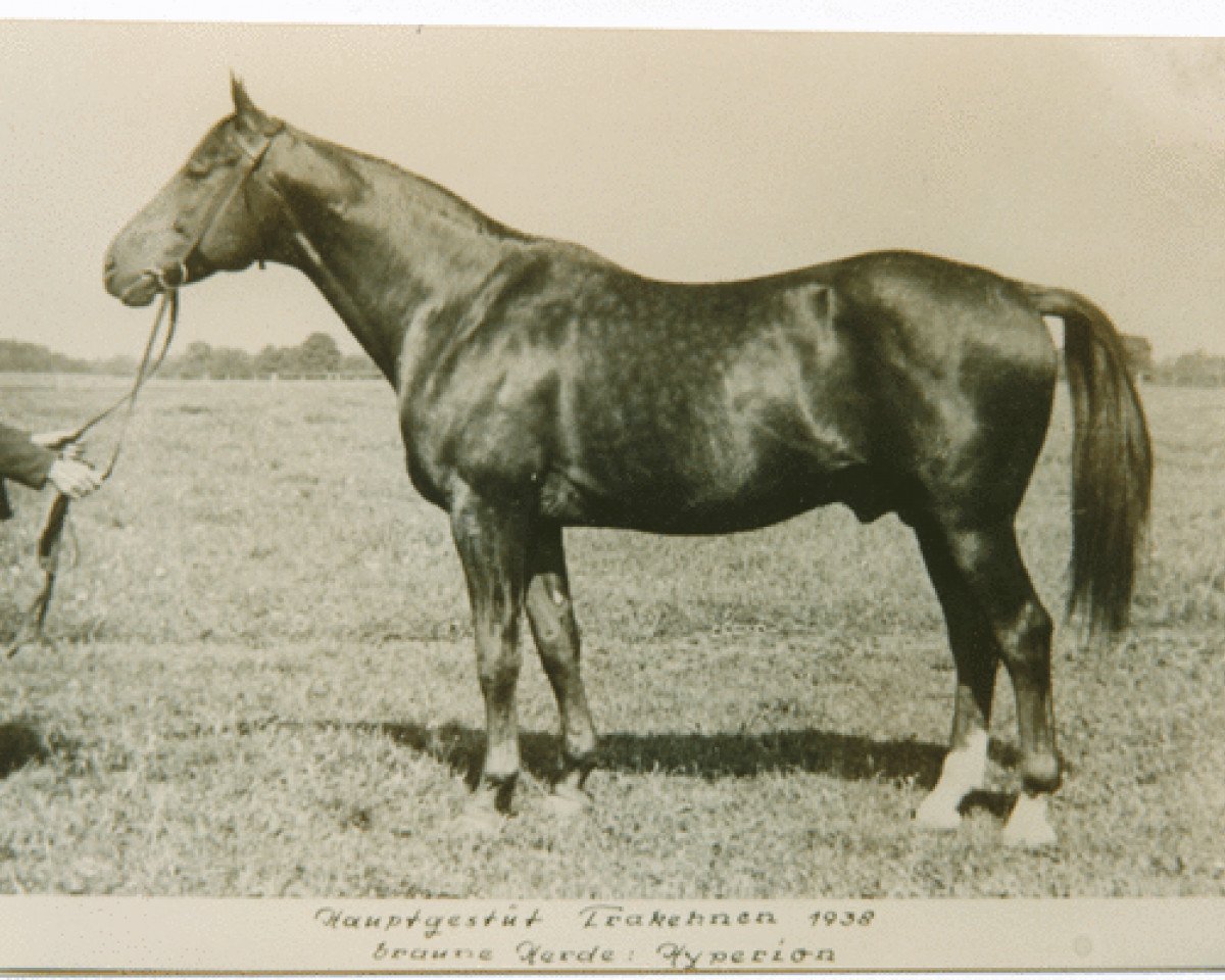 stallion Hyperion (Trakehner, 1926, from Dampfross)
