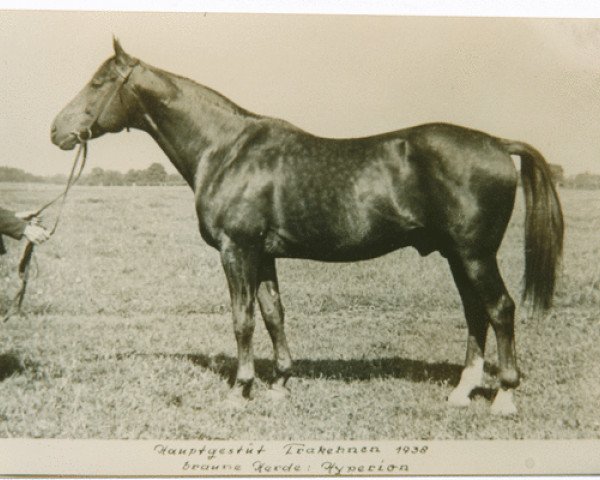 stallion Hyperion (Trakehner, 1926, from Dampfross)