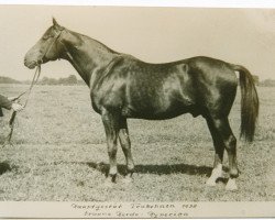 stallion Hyperion (Trakehner, 1926, from Dampfross)