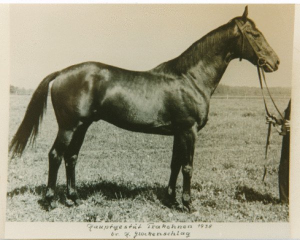 stallion Glockenschlag xx 3821 (Thoroughbred, 1933, from Herold xx)