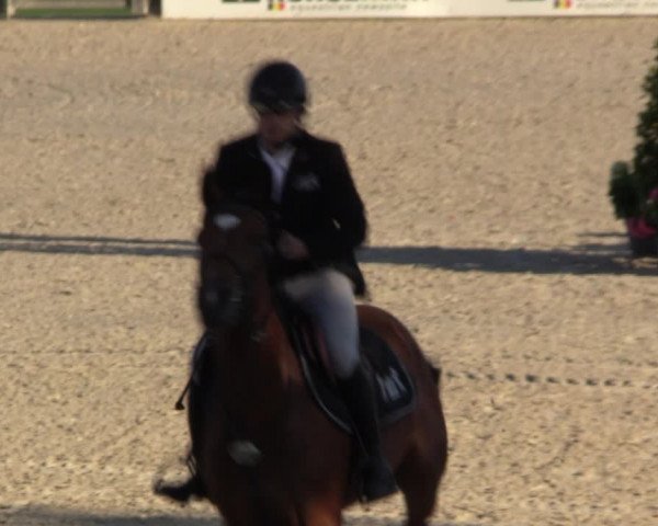 Gold +Cyclus Jonge Paarden in Lier (BEL) 2020