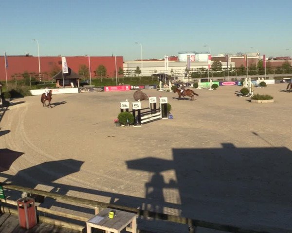 Gold +Cyclus Jonge Paarden in Lier (BEL) 2020