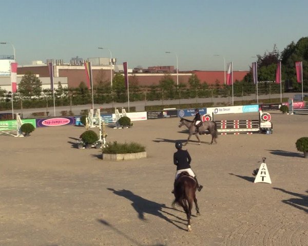 Gold +Cyclus Jonge Paarden in Lier (BEL) 2020