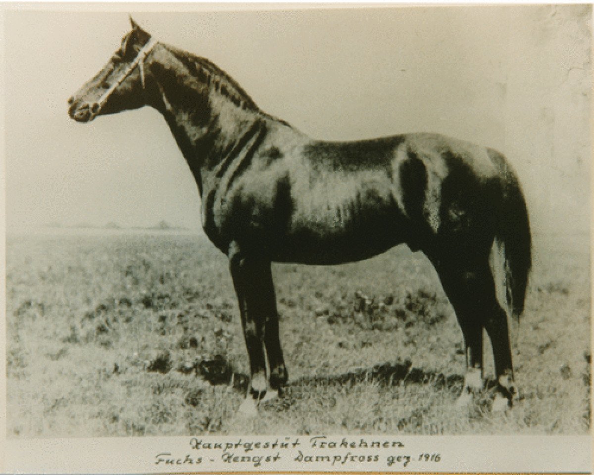 Deckhengst Dampfross (Trakehner, 1916, von Dingo)