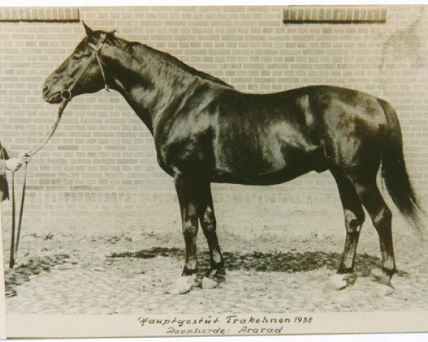 stallion Ararad (Trakehner, 1921, from Jagdheld)
