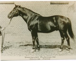 stallion Ararad (Trakehner, 1921, from Jagdheld)