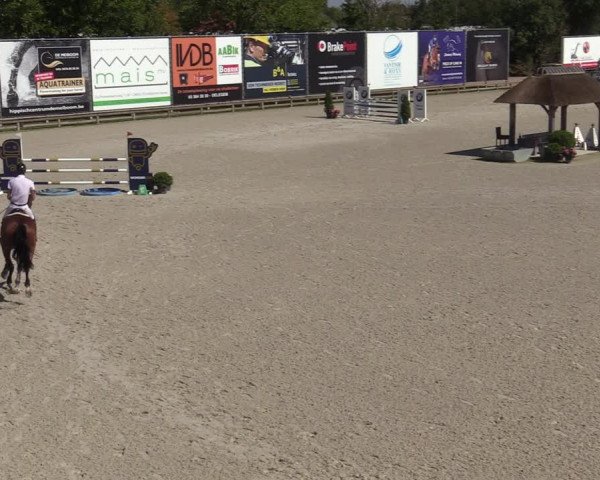 Gold +Cyclus Jonge Paarden in Lier (BEL) 2020