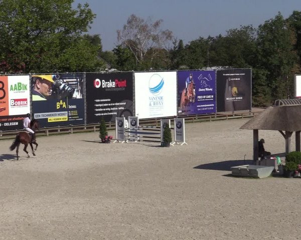 Gold +Cyclus Jonge Paarden in Lier (BEL) 2020