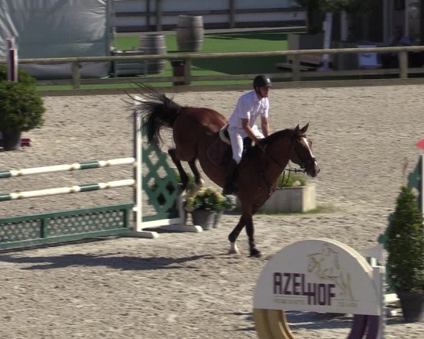 Gold +Cyclus Jonge Paarden in Lier (BEL) 2020