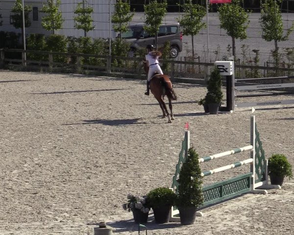 Gold +Cyclus Jonge Paarden in Lier (BEL) 2020