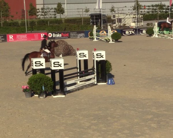 Gold +Cyclus Jonge Paarden in Lier (BEL) 2020