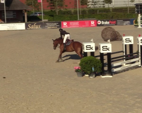Gold +Cyclus Jonge Paarden in Lier (BEL) 2020
