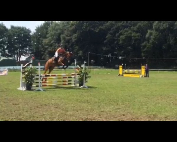 jumper Curry King (Holsteiner, 2011, from Cosido)