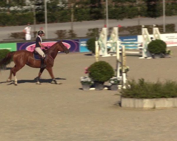 Gold +Cyclus Jonge Paarden in Lier (BEL) 2020