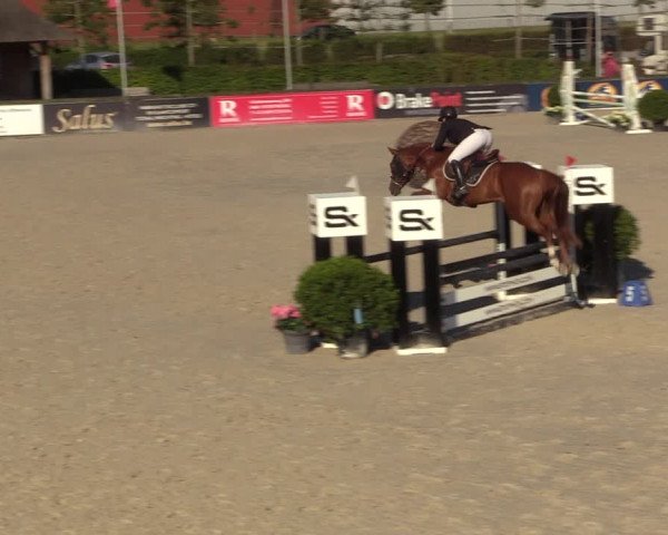 Gold +Cyclus Jonge Paarden in Lier (BEL) 2020