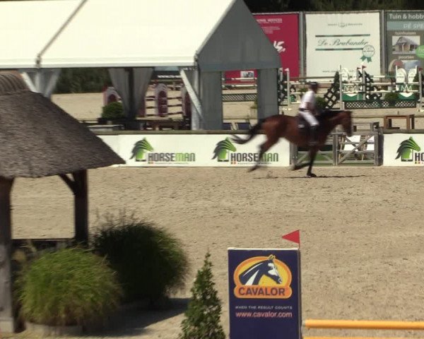 Gold +Cyclus Jonge Paarden in Lier (BEL) 2020