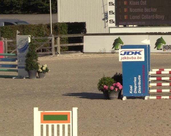 Gold +Cyclus Jonge Paarden in Lier (BEL) 2020