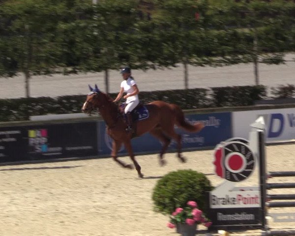 Gold +Cyclus Jonge Paarden in Lier (BEL) 2020