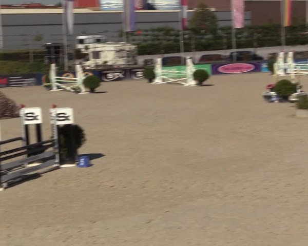 Gold +Cyclus Jonge Paarden in Lier (BEL) 2020