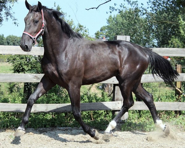 horse Hanassi (KWPN (Royal Dutch Sporthorse), 2012, from VDL Bubalu)