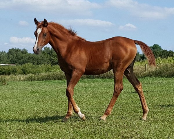 horse Aaila Athena (Arabian purebred, 2015, from T.M. Lopez ox)