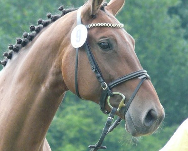 broodmare Stakkato's Deern (Hanoverian, 2000, from Stakkato)