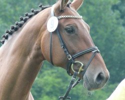 broodmare Stakkato's Deern (Hanoverian, 2000, from Stakkato)