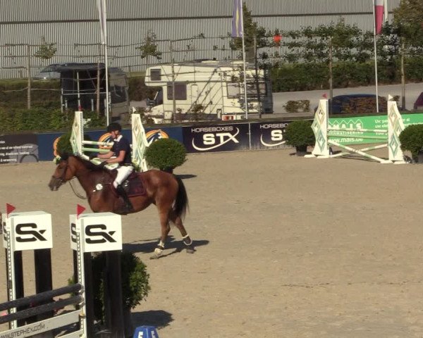 Gold +Cyclus Jonge Paarden in Lier (BEL) 2020