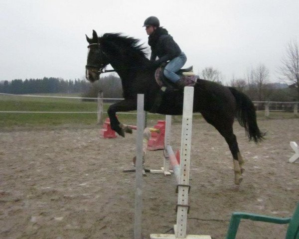 horse Pik Sovaya (Bavarian, 1996, from Wildcard)