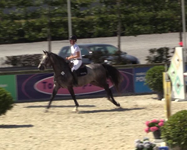 Gold +Cyclus Jonge Paarden in Lier (BEL) 2020