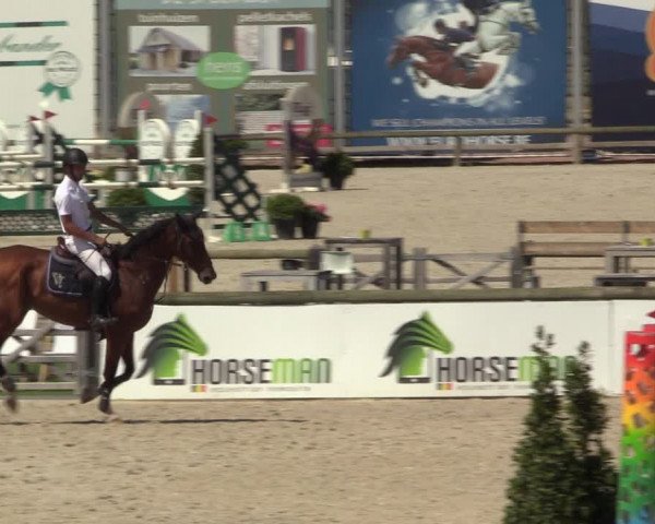 Gold +Cyclus Jonge Paarden in Lier (BEL) 2020