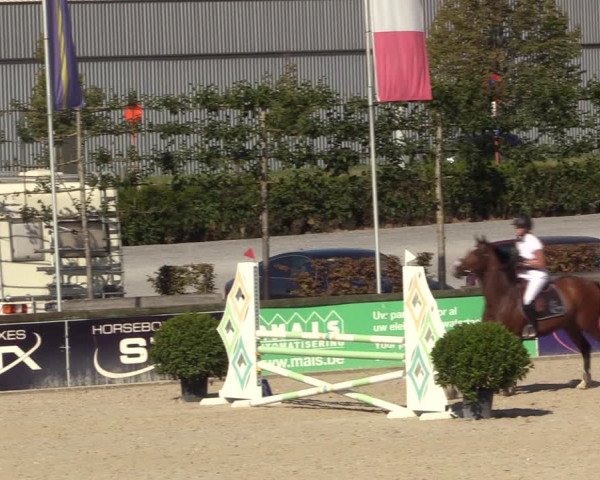 Gold +Cyclus Jonge Paarden in Lier (BEL) 2020