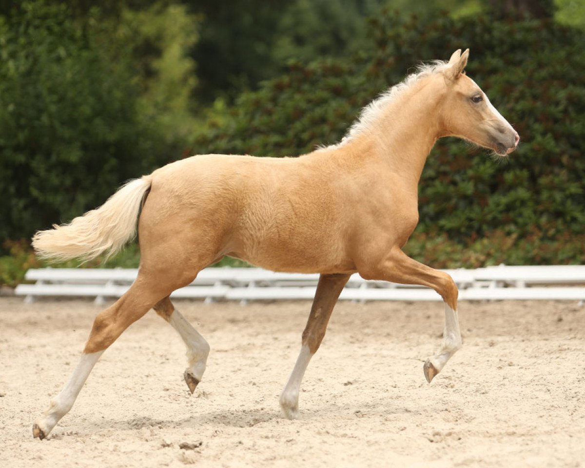 Pferd Abby (Deutsches Reitpony, 2015, von The Braes My Mobility)