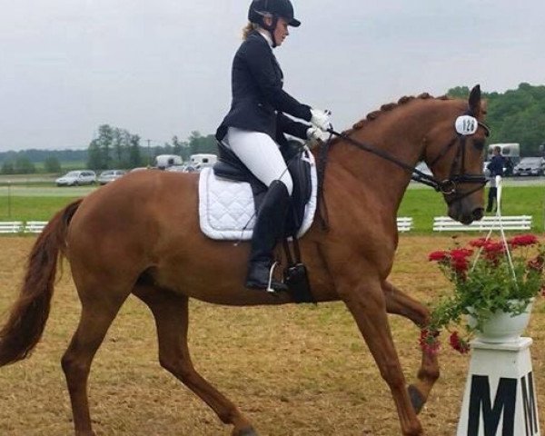 dressage horse Deluxe 27 (Hanoverian, 2009, from Don Roncalli)