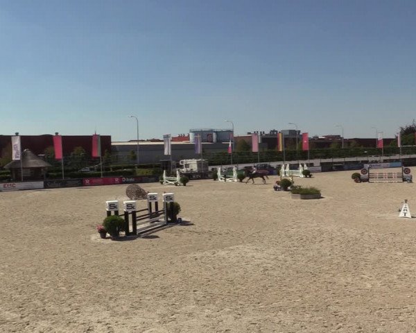 Gold +Cyclus Jonge Paarden in Lier (BEL) 2020