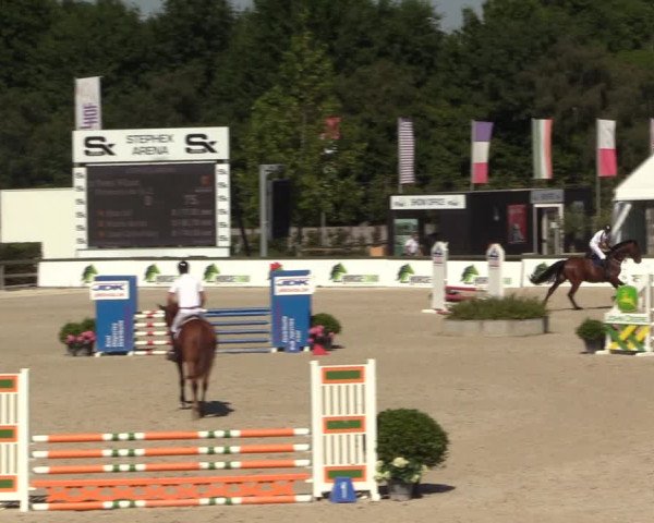 Gold +Cyclus Jonge Paarden in Lier (BEL) 2020